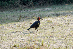 Bucorvus leadbeateri