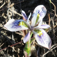 Moraea ciliata