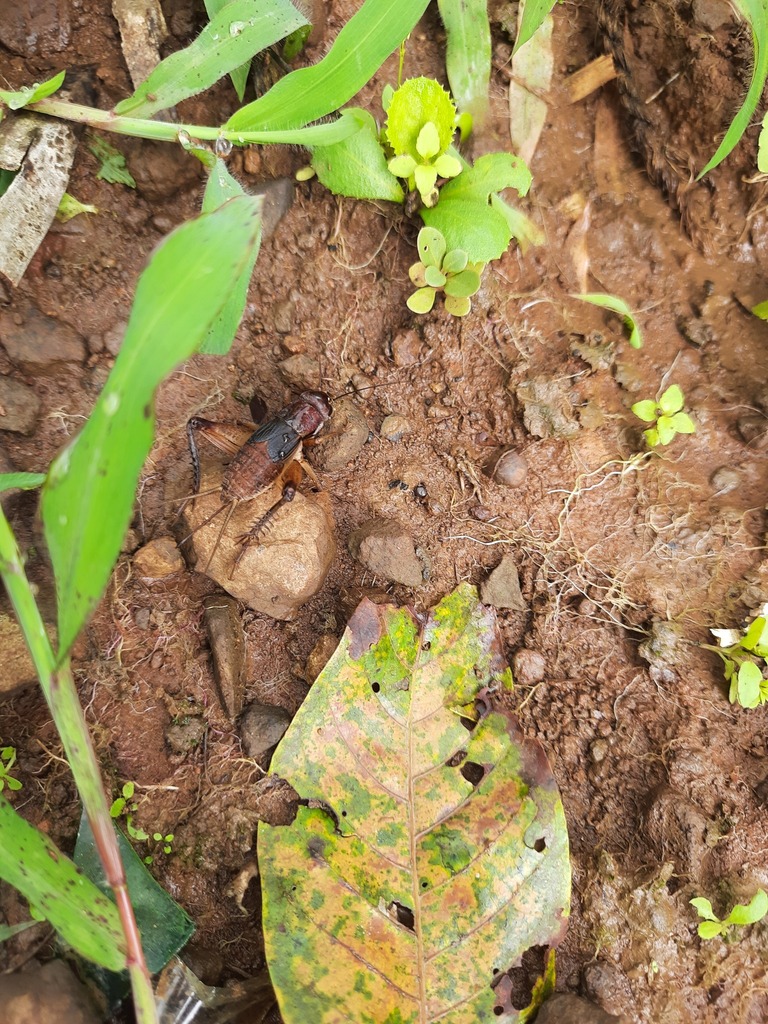 Teleogryllus validus