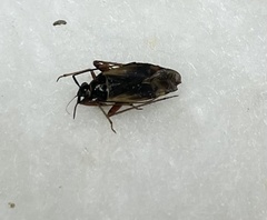 Adelphocoris seticornis