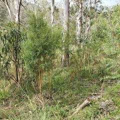 Pimelea neoanglica