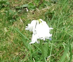 Hyacinthoides non-scripta