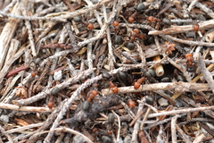 Formica obscuripes
