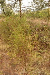 Passerina