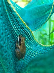 Polypedates maculatus