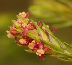 Passerina