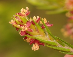Passerina