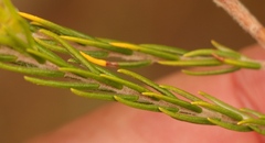 Passerina