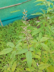 Vitex