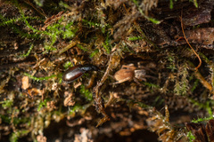 Agonum