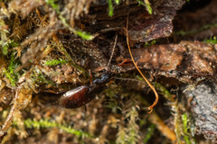 Agonum