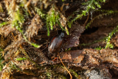 Agonum