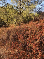 Eriogonum fasciculatum