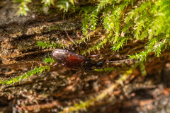Agonum