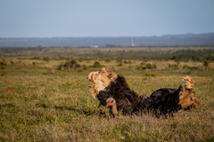 Struthio camelus australis