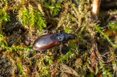 Agonum