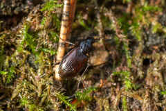 Agonum