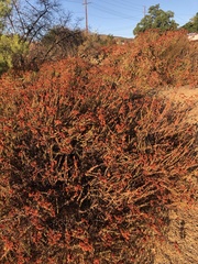 Eriogonum fasciculatum