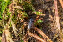 Agonum