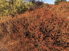Eriogonum fasciculatum