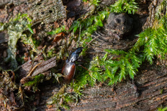 Agonum