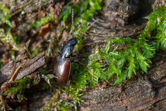 Agonum