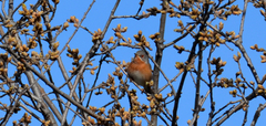 Curruca iberiae