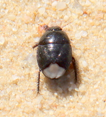 Geotomini