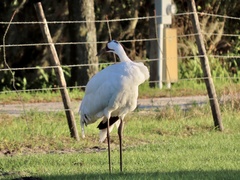 Grus americana