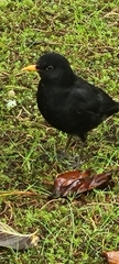 Turdus merula azorensis