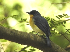 Cyornis tickelliae