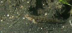 Gobiidae
