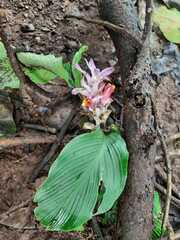 Curcuma aromatica