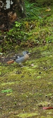 Fringilla coelebs moreletti