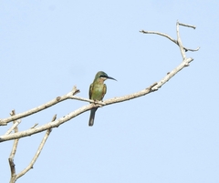 Merops philippinus