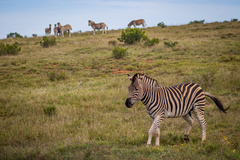 Equus quagga burchellii