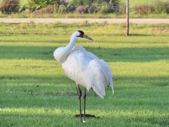 Grus americana