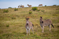 Equus quagga burchellii