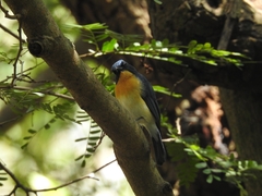 Cyornis tickelliae