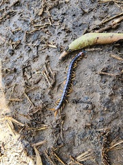 Cormocephalus westwoodi