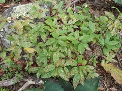 Rhamnaceae