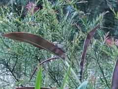 Lichmera indistincta