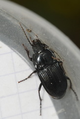 Abax ovalis