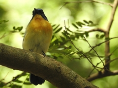 Cyornis tickelliae