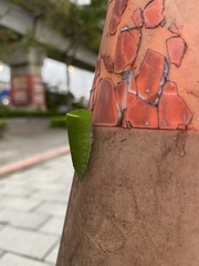 Papilionidae
