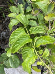 Heliotropium sarmentosum