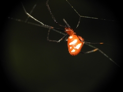 Argyrodes
