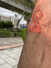 Papilionidae