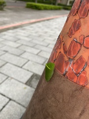 Papilionidae