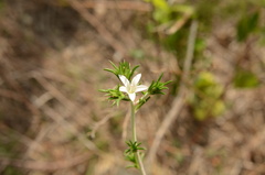 Wahlenbergia calcarea